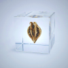 Sola Cube - Tiger's Claw | Preserved Nature in Acrylic