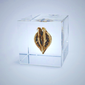 Sola Cube - Tiger's Claw | Preserved Nature in Acrylic
