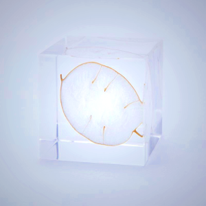 Sola Cube - Lunaria Annua Preserved Flower Display