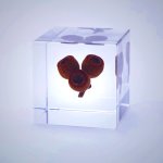Sola Cube - Eucalyptus Preserved Nature Art
