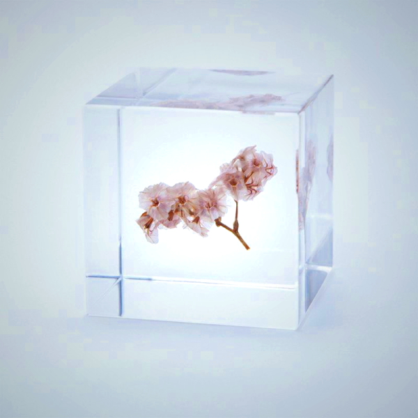 Sola Cube - Sea Lavender Preserved Flower