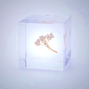 Sola Cube - Rice Flower Kyoto Preserved Botanical Art