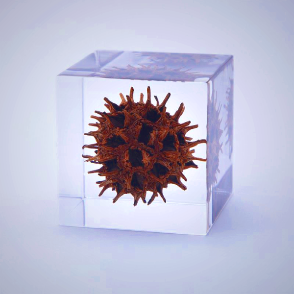 Sola Cube - American Sweetgum Leaf Preserved in Acrylic