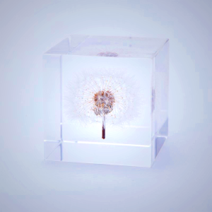 Sola Cube - Dandelion Seed in Acrylic Resin