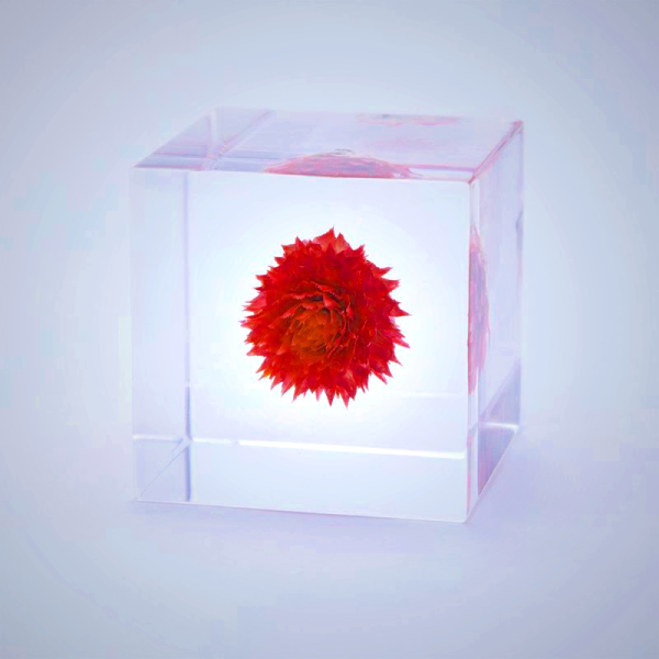 Sola Cube - Globe Amaranth Dried Flower