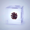 Sola Cube - Dawn Redwood | Preserved Nature Display