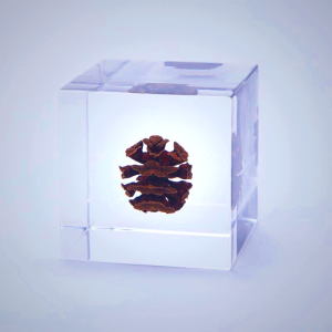 Sola Cube - Dawn Redwood | Preserved Nature Display