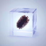 Sola Cube - Nogurumi | Preserved Nature in Acrylic