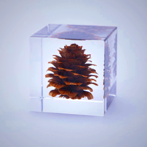 Sola Cube - Karamatsu | Preserved Nature in Acrylic