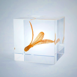 Sola Cube - Ant Tree Seed Spinner