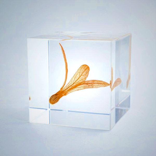 Sola Cube - Ant Tree Seed Spinner