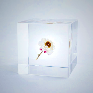Sola Cube - Chamomile Sunray Preserved Flower