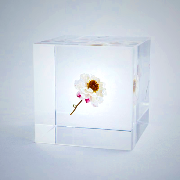 Sola Cube - Chamomile Sunray Preserved Flower