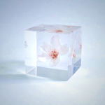 Sola Cube - Sakura Somei-yoshino Cherry Blossom