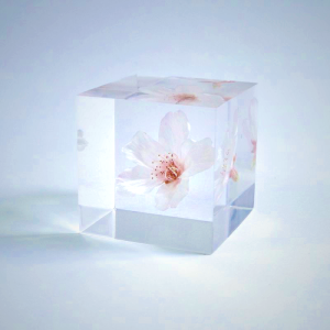 Sola Cube - Sakura Somei-yoshino Cherry Blossom