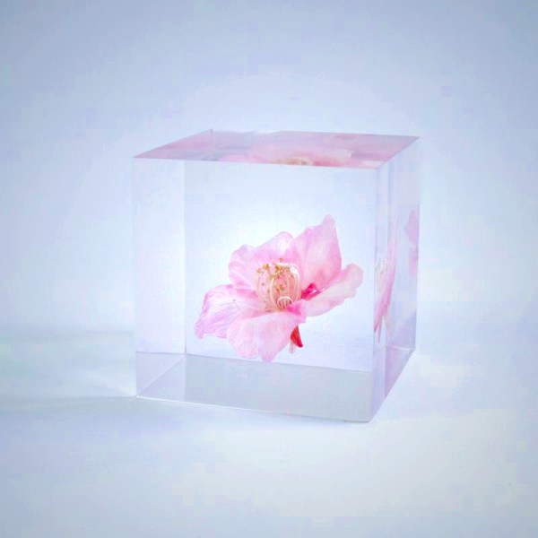 Sola Cube - Sakura Kawazu-zakura Preserved Flower