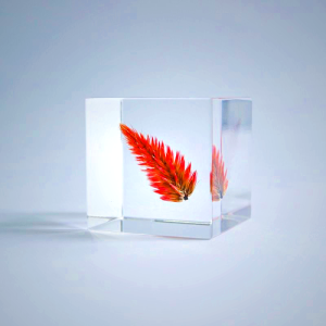 Sola Cube - Quail Grass Preserved in Acrylic Resin