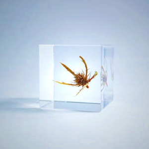 Sola Cube - Sea Holly Preserved Flower