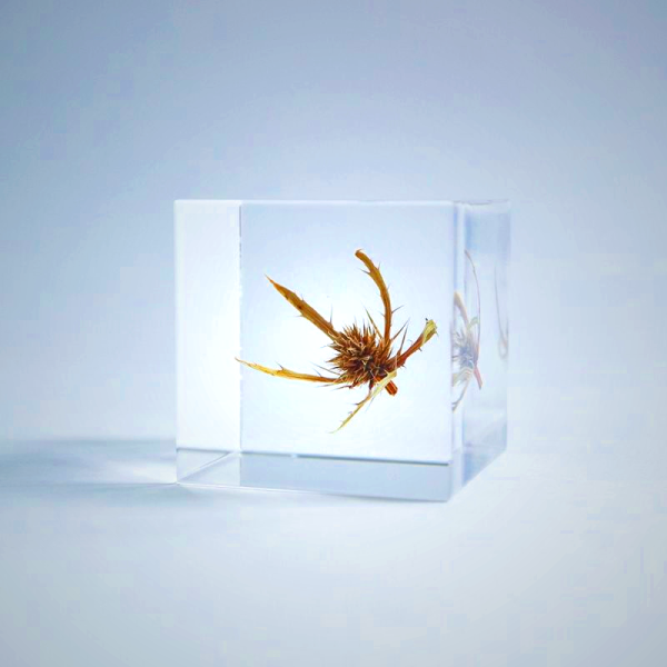 Sola Cube - Sea Holly Preserved Flower